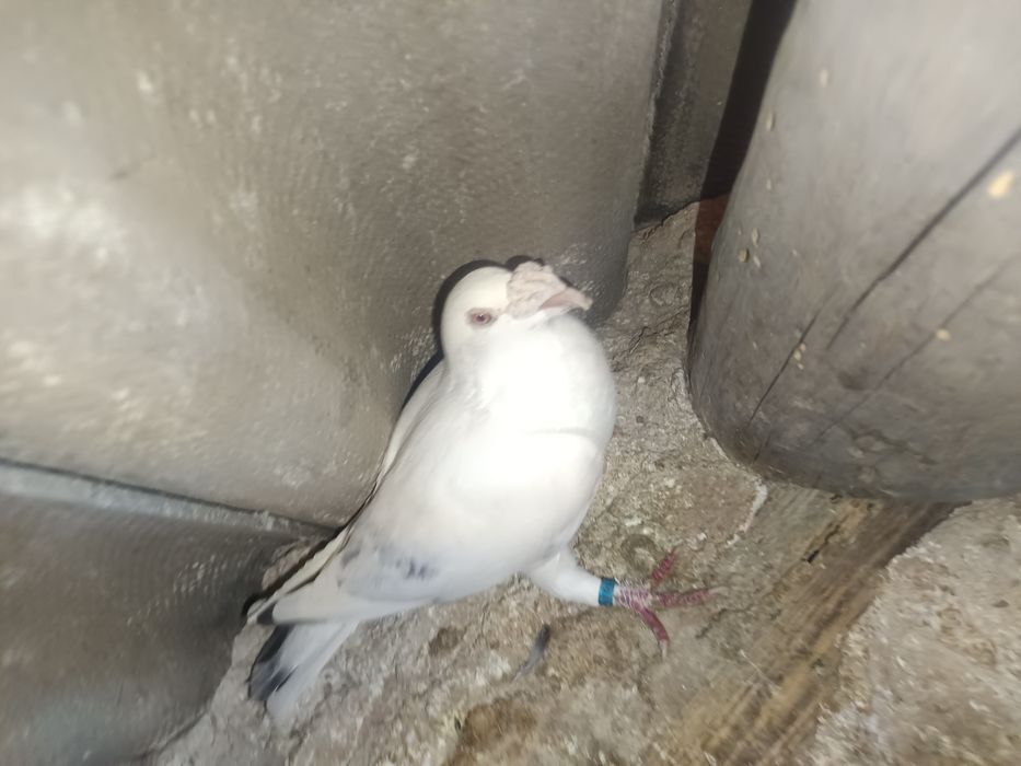 Sprzedam gołębia staropolski samica MOŻLIWOŚĆ WYSYŁKI