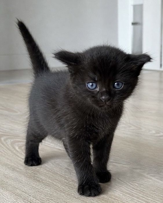 Британские котята