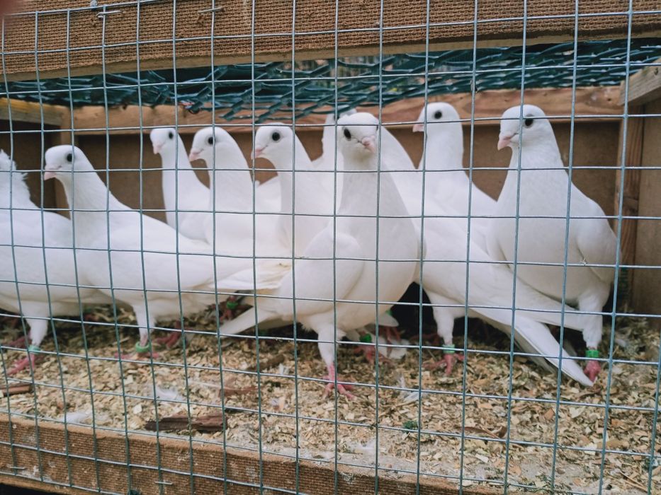 Gołębie ozdobne, czaple.