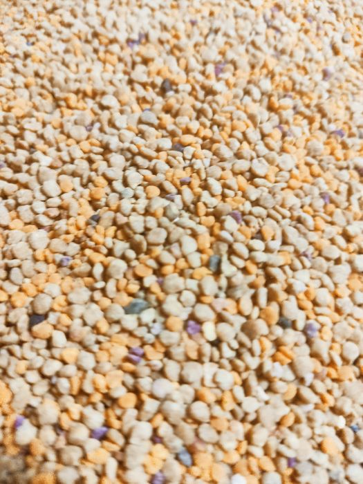 Бджолиний пилок очищений