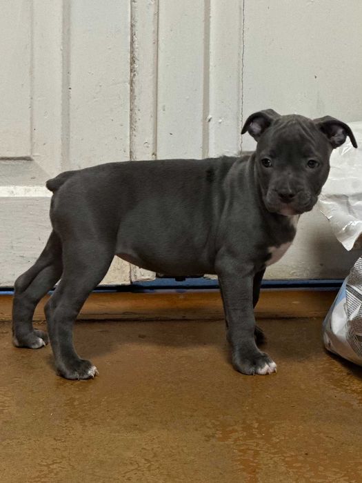 Дівчинка красуня АСТ американського стаффордширського тер'єра блакитна