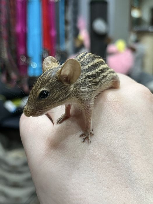 Myszki Berberyjskie (samce i samiczki) Aqualife