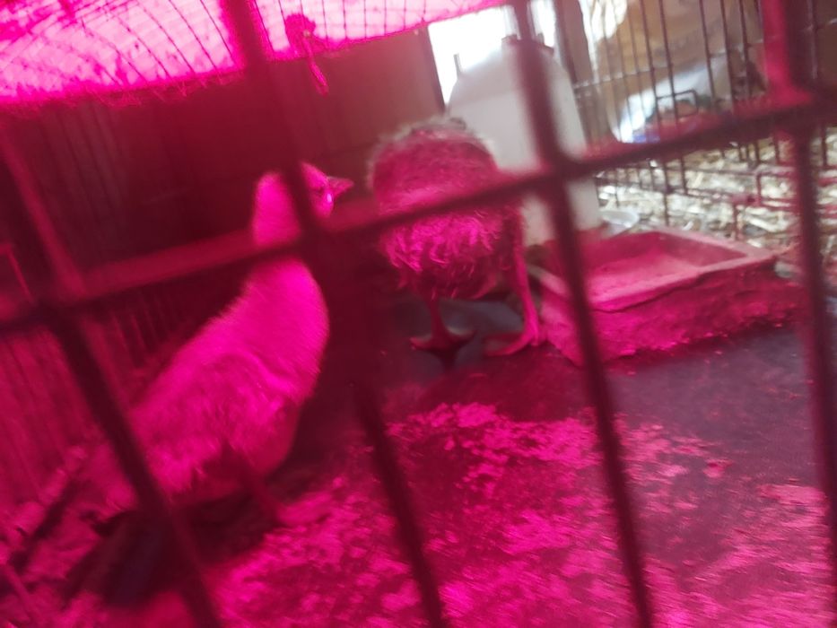Gęsi niektóre z czubkiem na głowie