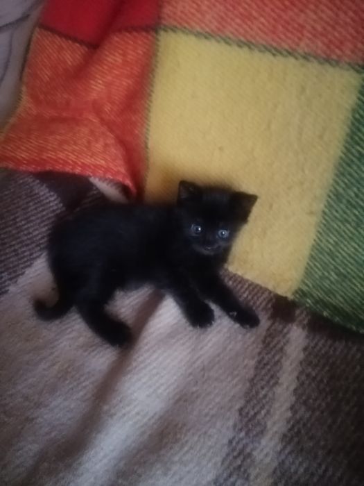 Маленька Пантерка шукає дім