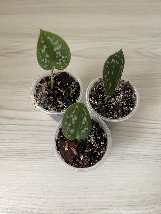 Маранта, сциндапсус, традесканція