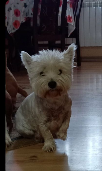 West Highland White Terrier
