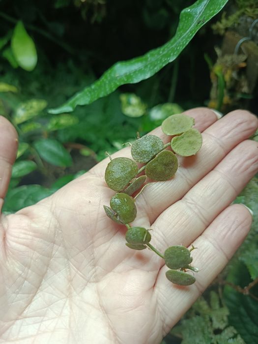 Дисхідія Dischidia cochleata
