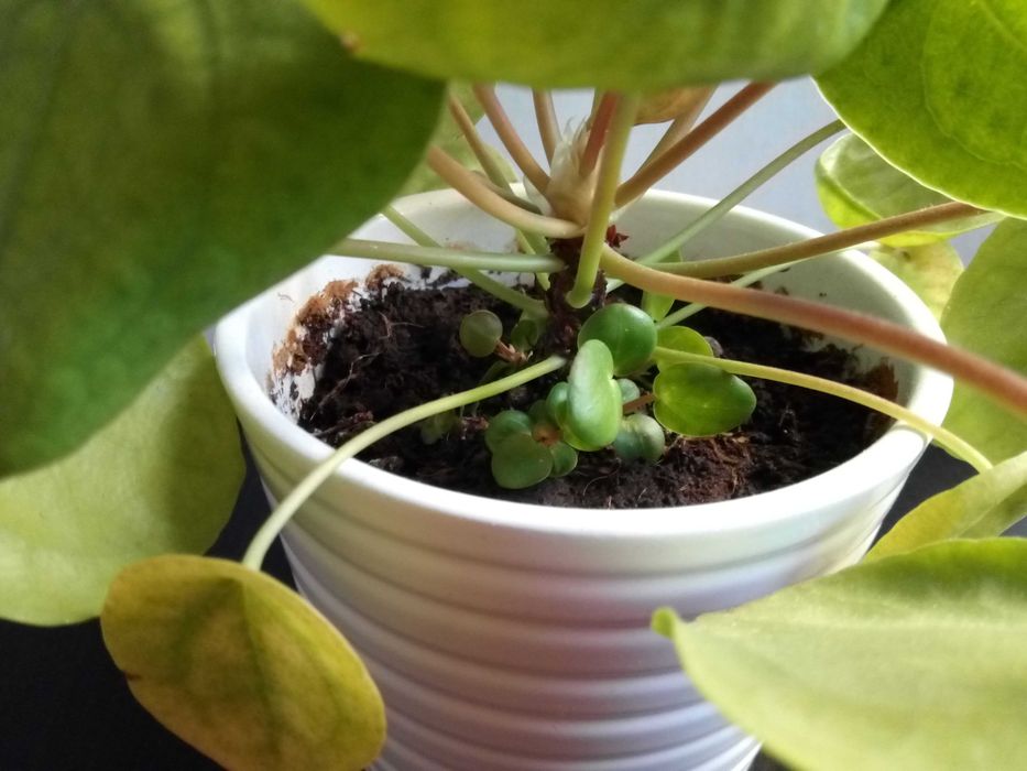 Pilea, tzw. pieniążek, roślina ozdobna, sadzonki