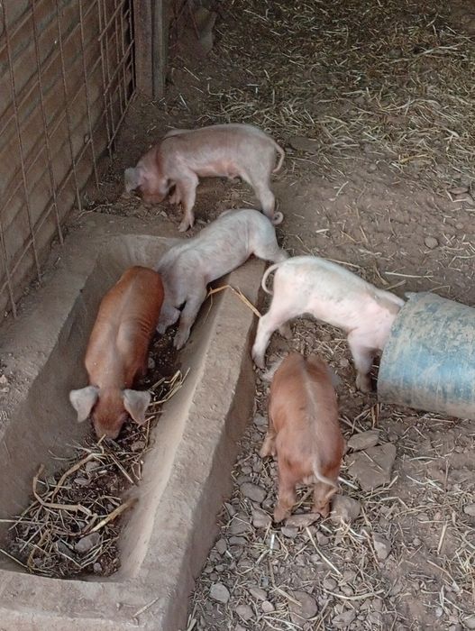 Leitões para criar ou assar