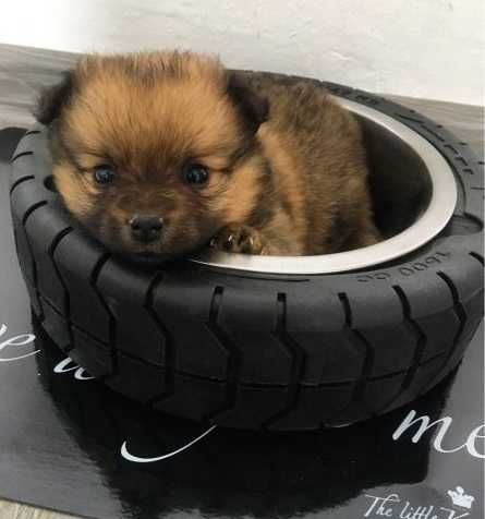 Piekny Szpic Miniaturowy Szpice. Pomeranian piesek boo