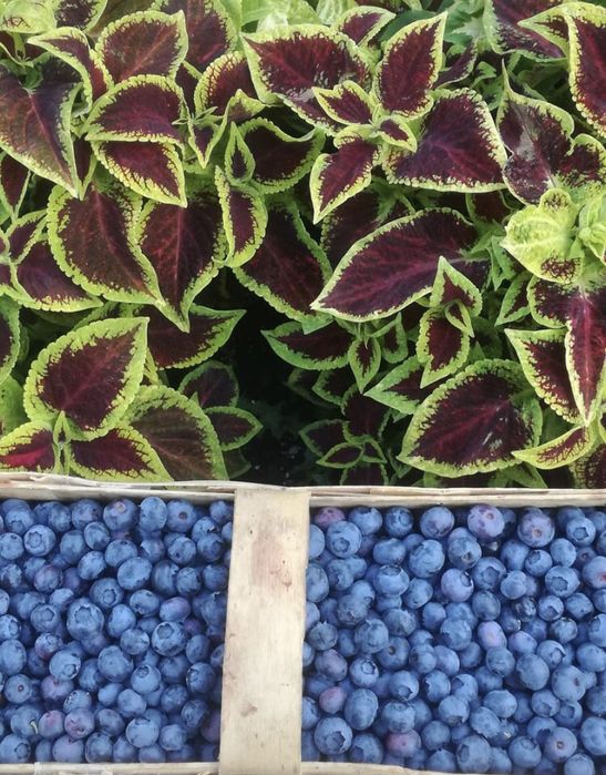 Sprzedam borówkę amerykańską z własnego ogródka.