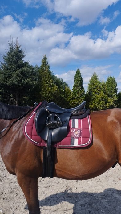 Siodło daw mag grand Prix 17,5/32