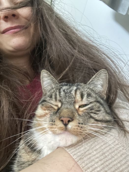 Zaginęła kotka Milusia