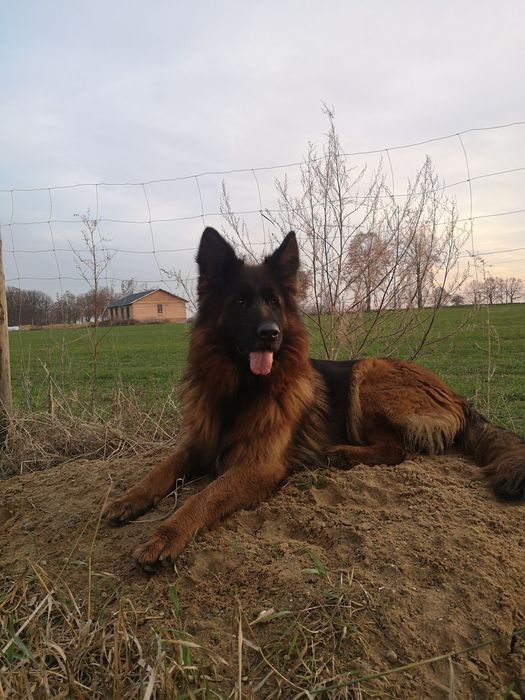 Owczarek niemiecki długowłosy