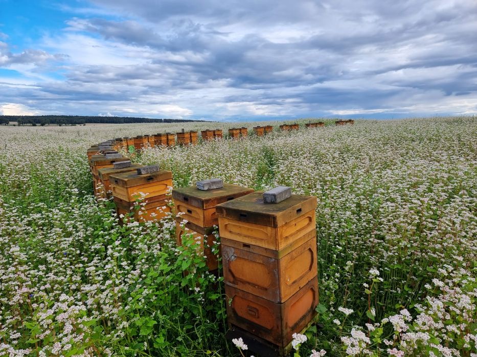 Miód z własnej pasieki Pasieka Wilga