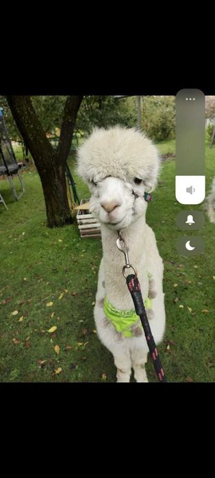 Alpaka Dyzio pilnie zmieni pastwisko