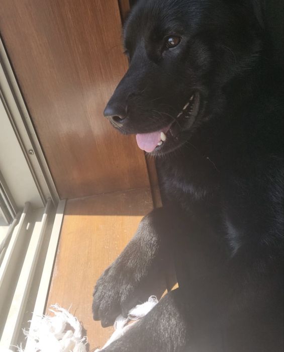 Cãozinho com 10 meses para adoção resposável
