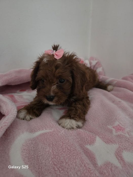 Cavapoo urocza dziewczynka !