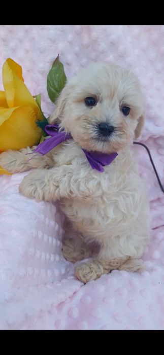 Найлюбиміша мальтіпу Ф1