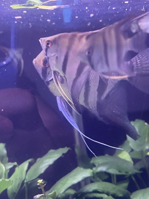 Escalares Zebra Pterophyllum scalare