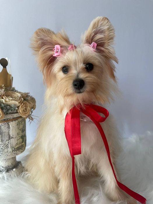 Помапу – краса, ніжність і любов в одному