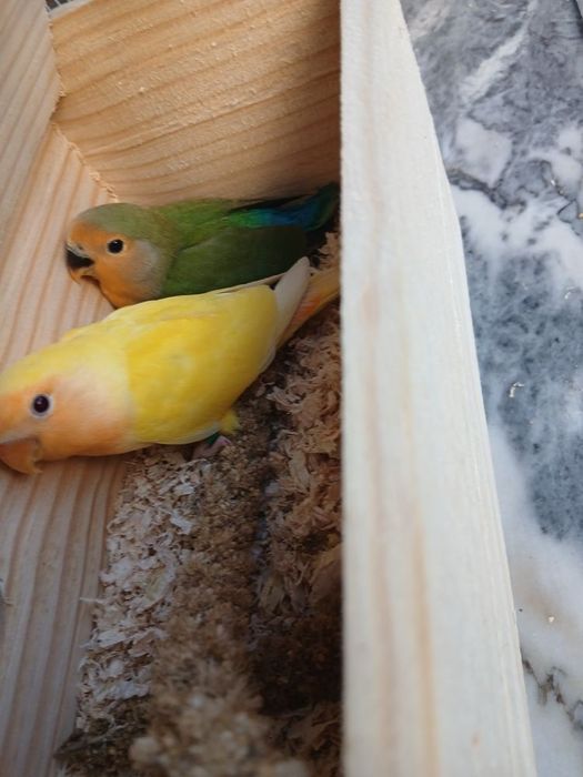 Vendo agaponis roseicollis disponível