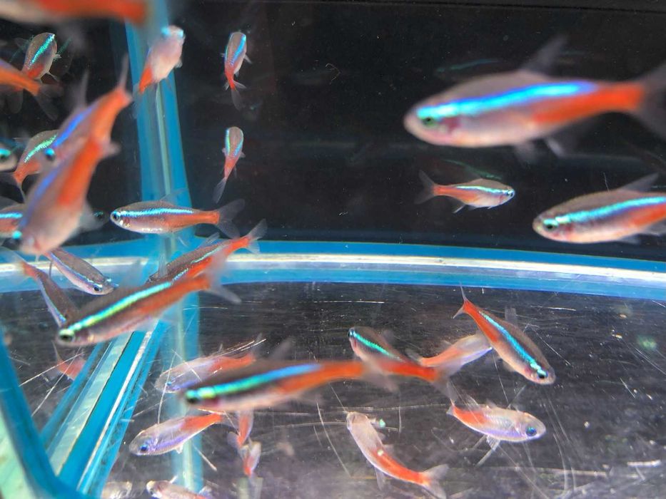 Rybki  akwariowe - Neonek Neonki Innesa