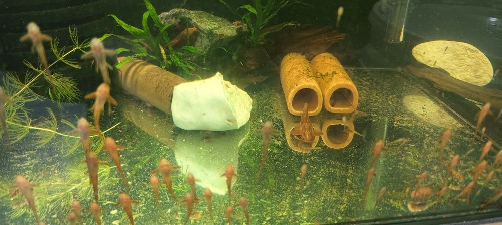 Loricaria Red własna hodowla
