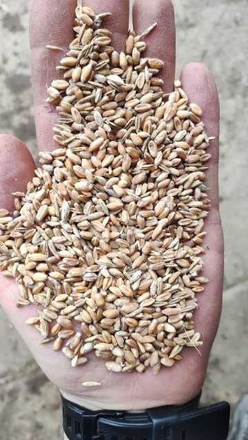 Pszenica zboze transport