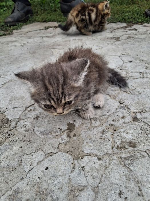 Кошенята шукають добрих господарів!