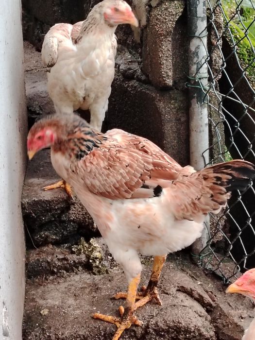 Galinhas Índio Gigante