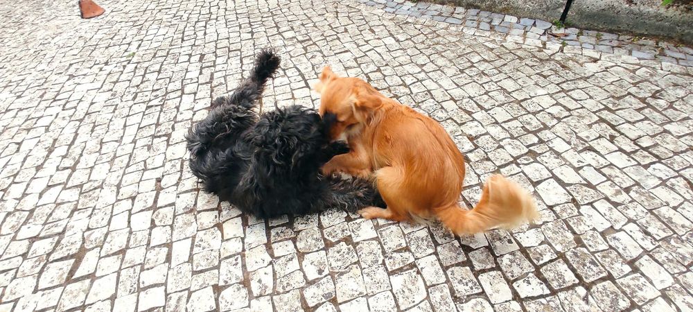 Dão-se 2 cadelitas