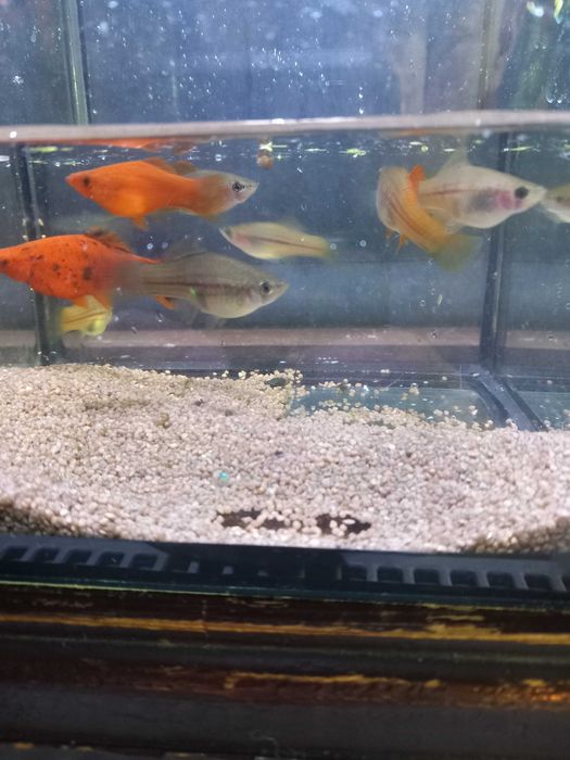 Mieczyk ryba akwariowa