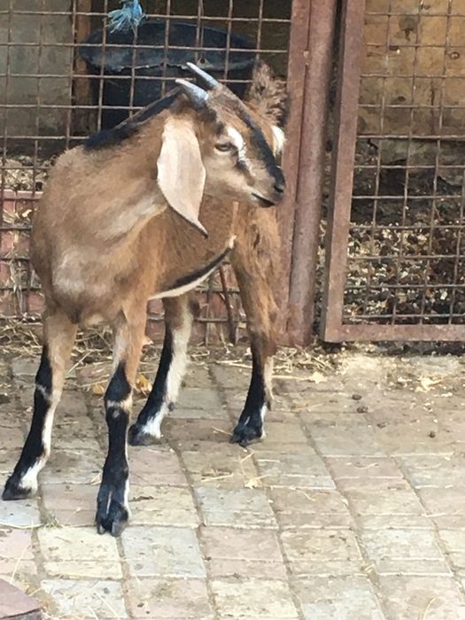 Козочкии козлята