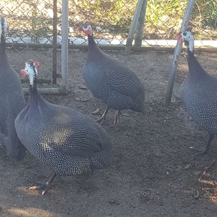 Fracas/galinhas de Angola