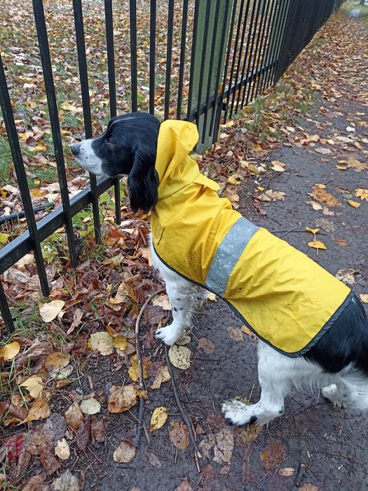 Російський спаніель, хлопчик