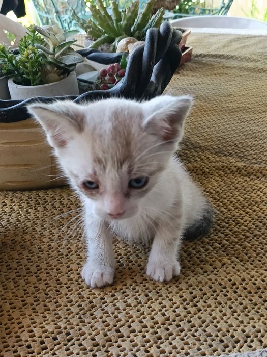 Gatinhos com um mês e meio para adopção...