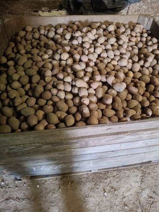 Sprzedam ziemniaki kał 40-45 czerwone oraz żółte