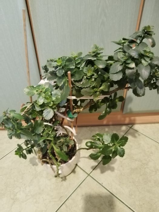 Sprzedam duży kwiat kalanchoe.