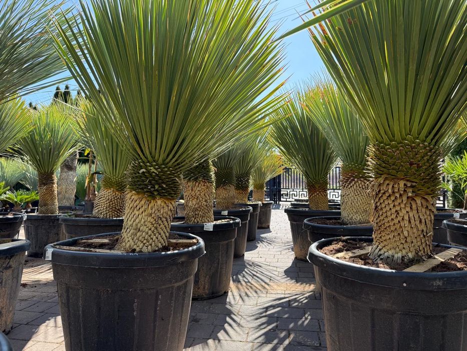 Yucca Rostrata - Juka mrozoodporna | EGZOTYKA | HIT | PREMIUM