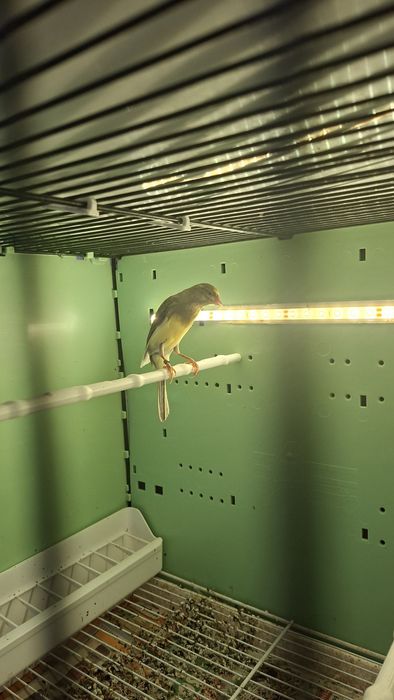 Kanarki fiorino i Garbusy szkockie