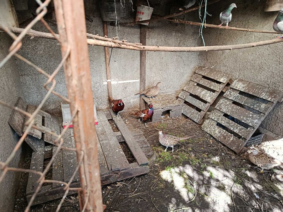 Ovos - Faisão Coleira