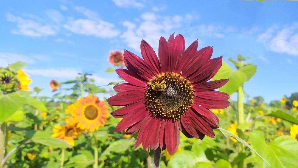 Słonecznik ozdobny nasiona