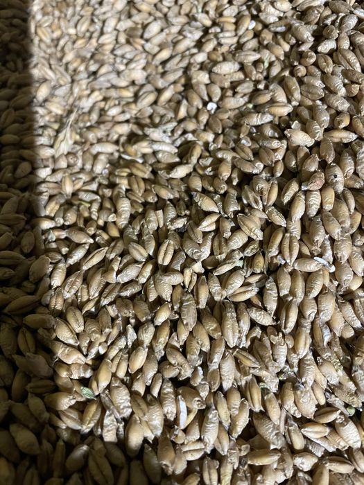 Pszenżyto i pszenica