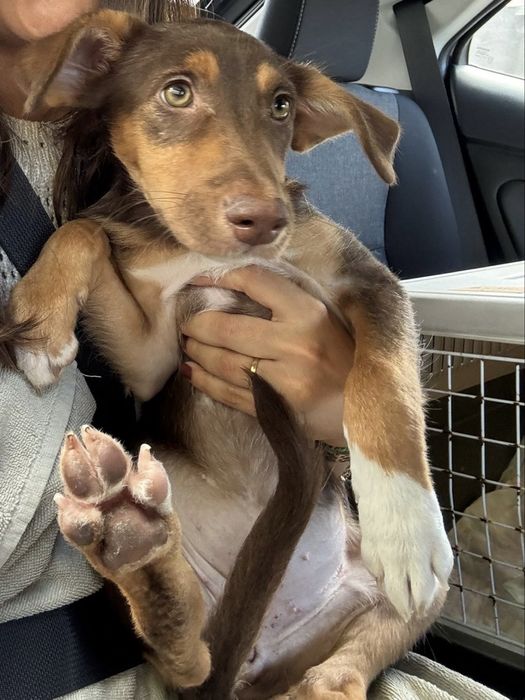 Cadela bebé para adoçao responsável