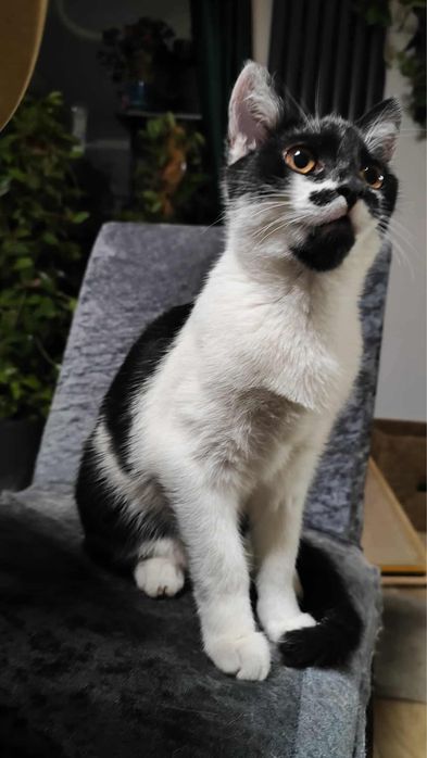 Orlik i Czajka do adopcji!