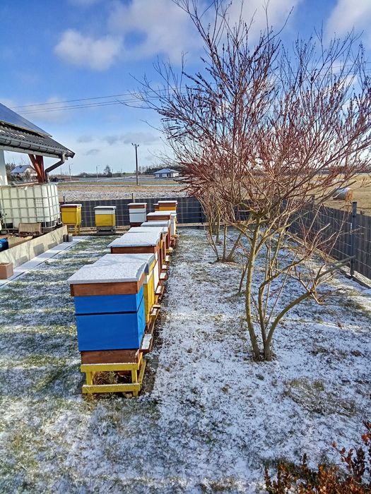 Rodziny pszczele na ramce wielkopolskiej