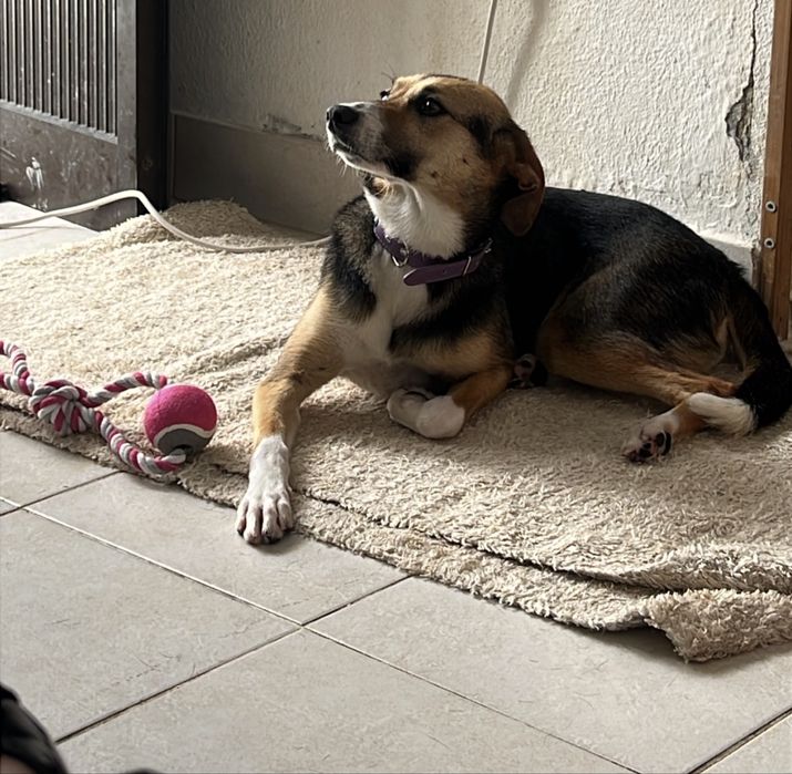 Cadela Doação urgente