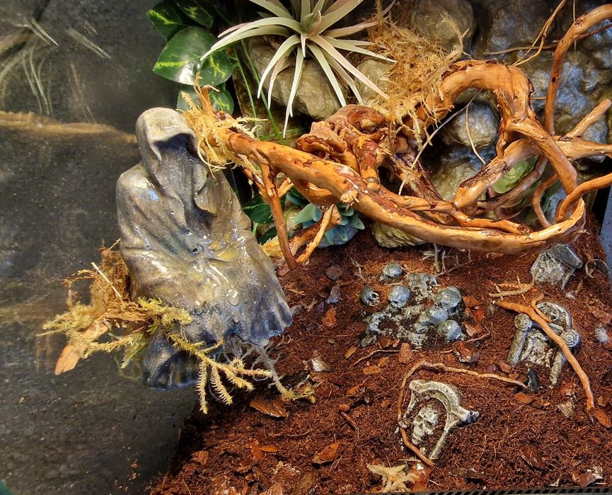 Exo terra 30x30x30 terrarium bioaktywne ptasznik modliszka gekon drzew