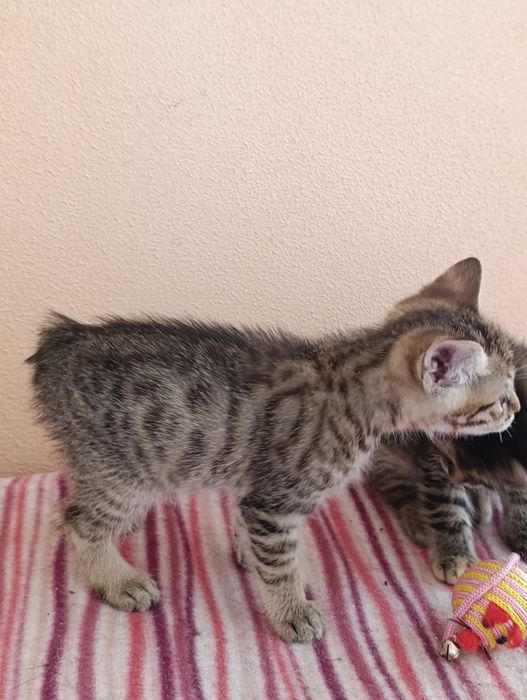 Курильские бобтейл котята